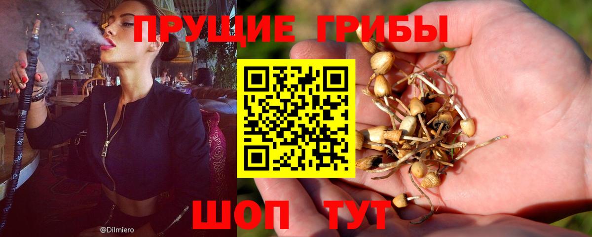 Псилоцибиновые грибы GOLDEN TEACHER  Вход с VPN  Алатырь 
